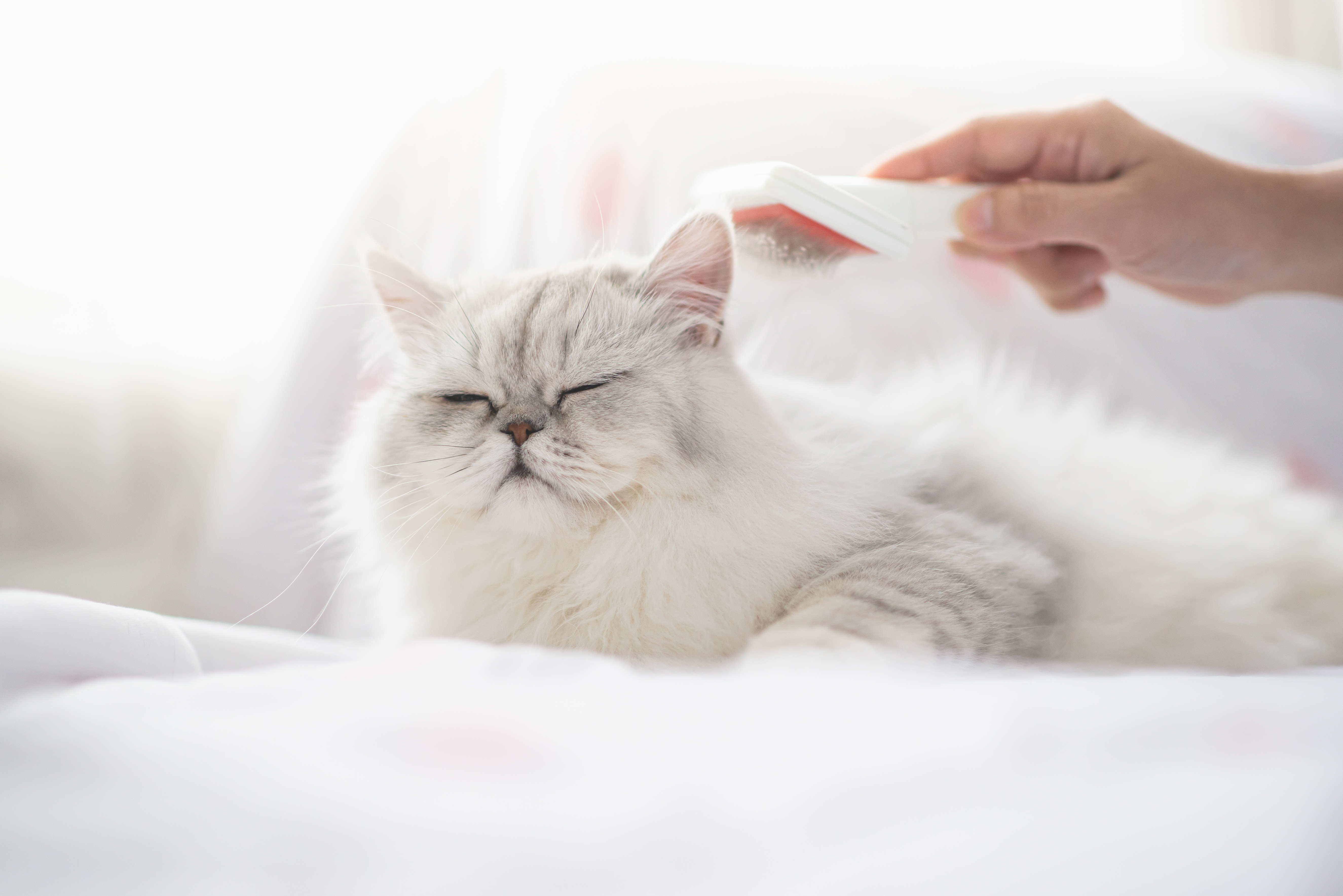 Alergia al pelo de gatos
