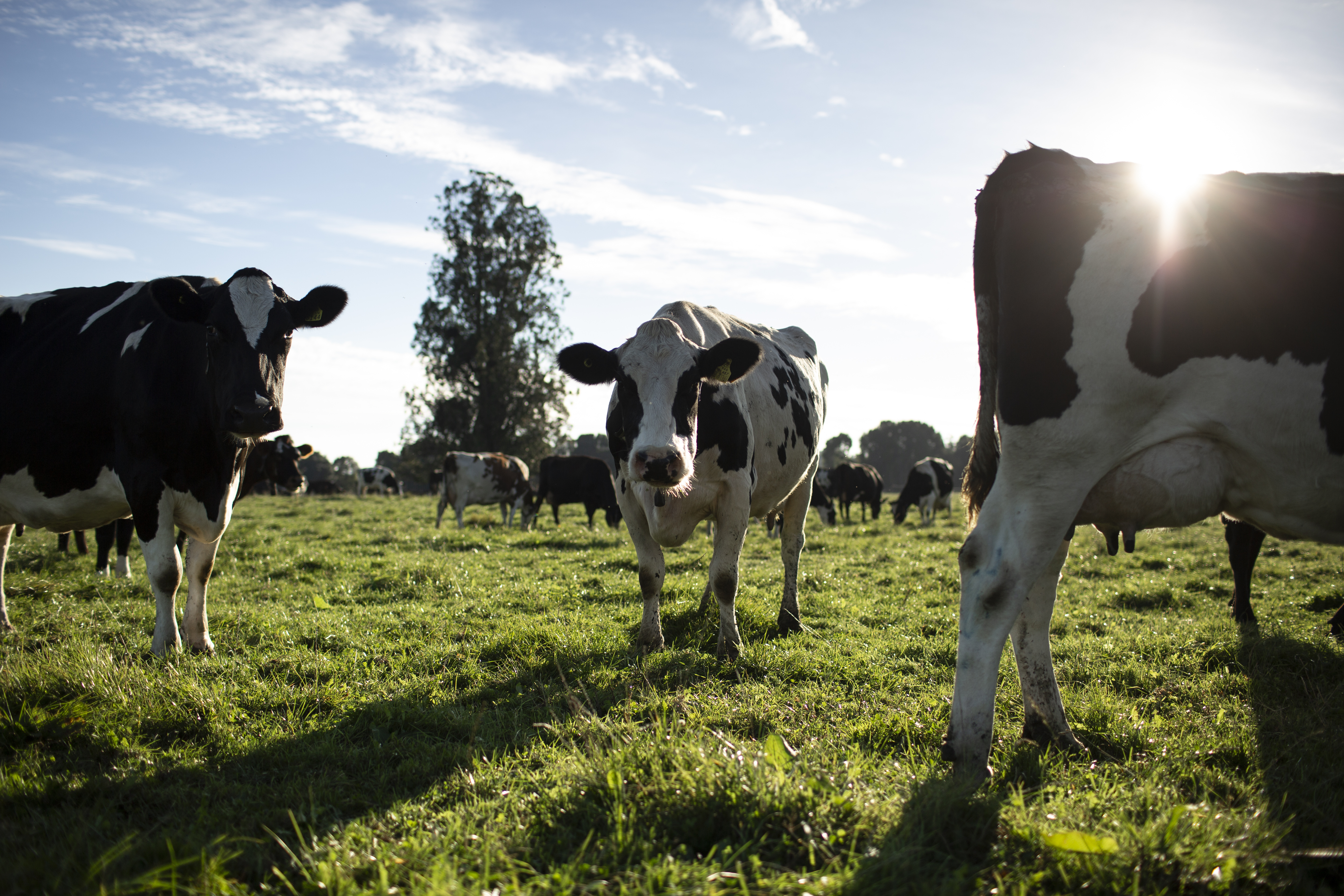 Dairy Plan Progress