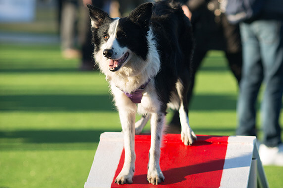 La ciudad inaugura el primer parque para mascotas