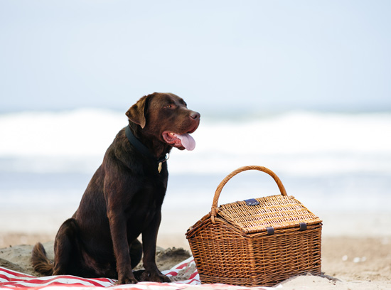 NESTLÉ® PURINA® lanza una campaña diseñada para que todas las personas puedan disfrutar las vacaciones junto a sus mascotas.