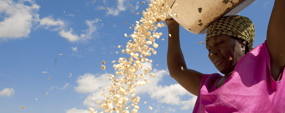 Una telenovela africana - trabajadora en cultivo