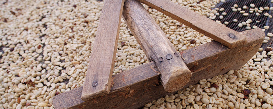 cultivo café