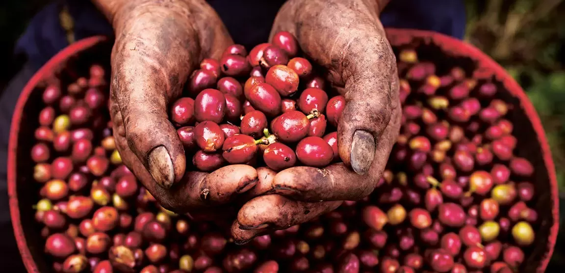 Cosecha de cerezas café