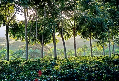 Cuidado de bosques para cuidado medio ambiente