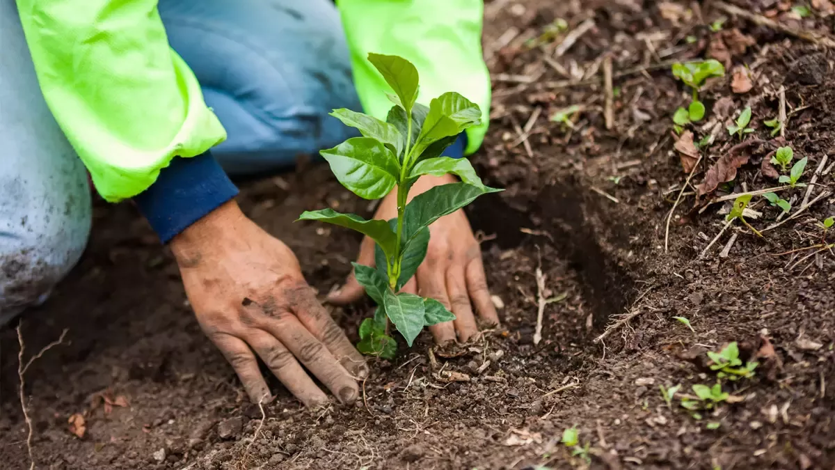 Prácticas de agricultura regenerativa
