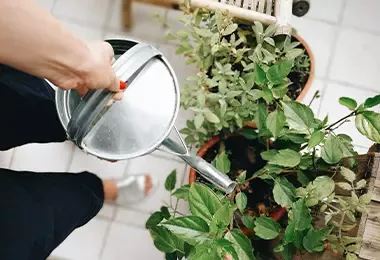 Mujer rociando planta de arcilla