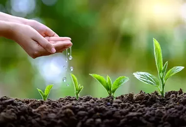 Manos de mujer rociando plantas en tierra negra