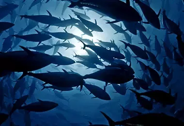 Cuidado de los peces en medio ambiente