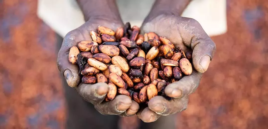 ingreso digno - granos cacao